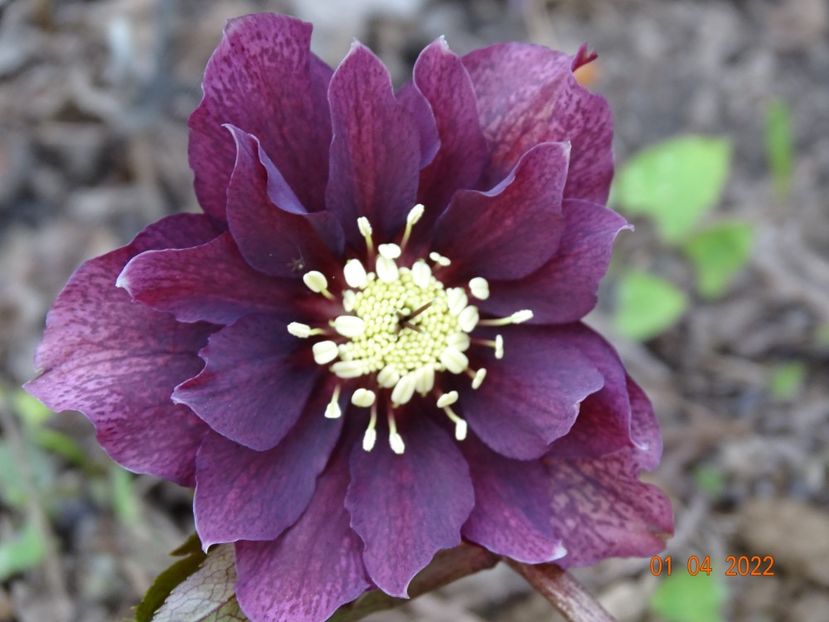  - Helleborus 2022
