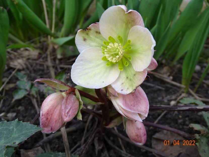  - Helleborus 2022