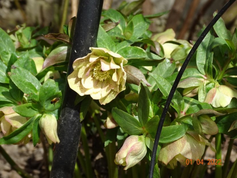  - Helleborus 2022
