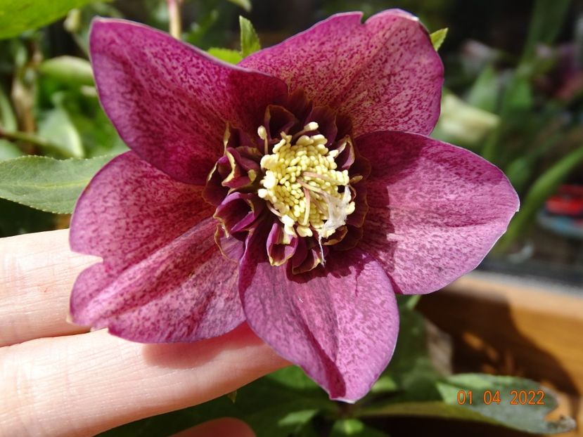  - Helleborus 2022
