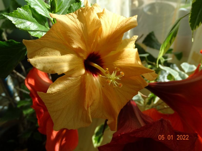  - Hibiscusi
