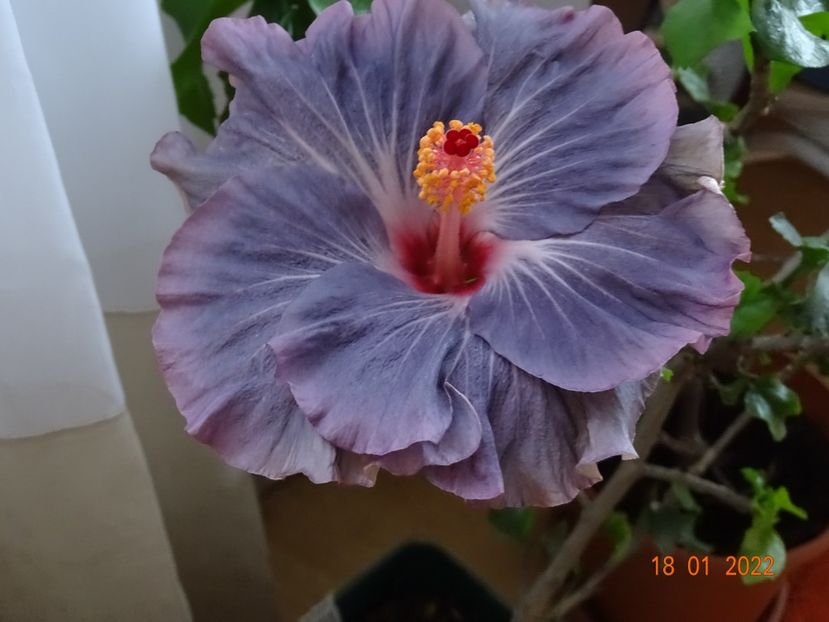  - Hibiscusi