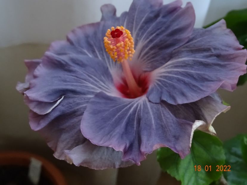  - Hibiscusi