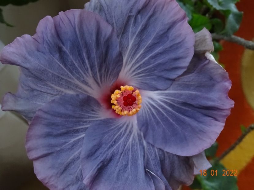  - Hibiscusi