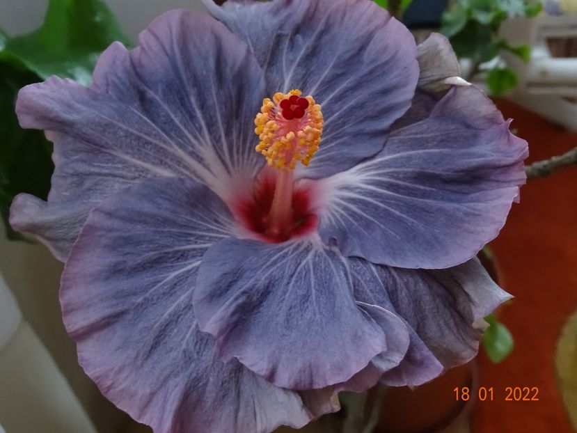  - Hibiscusi