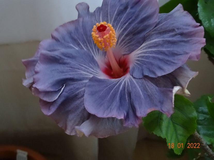  - Hibiscusi