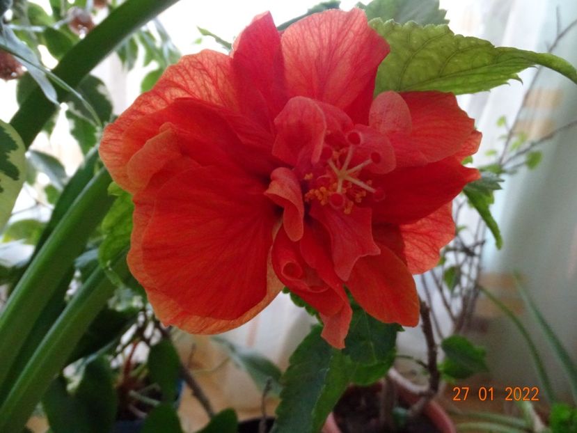  - Hibiscusi
