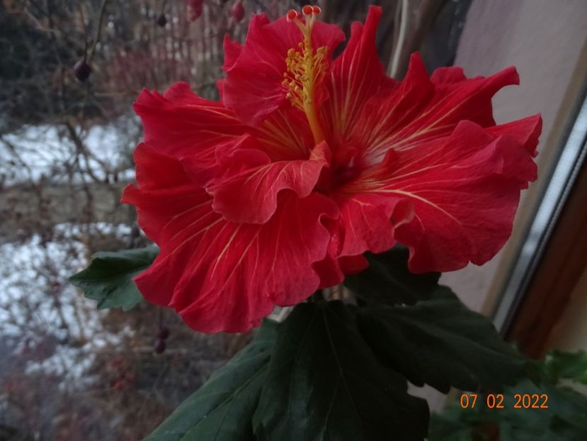  - Hibiscusi