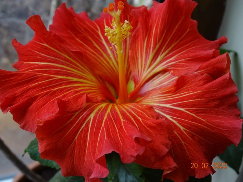  - Hibiscusi