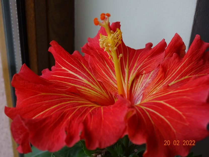  - Hibiscusi