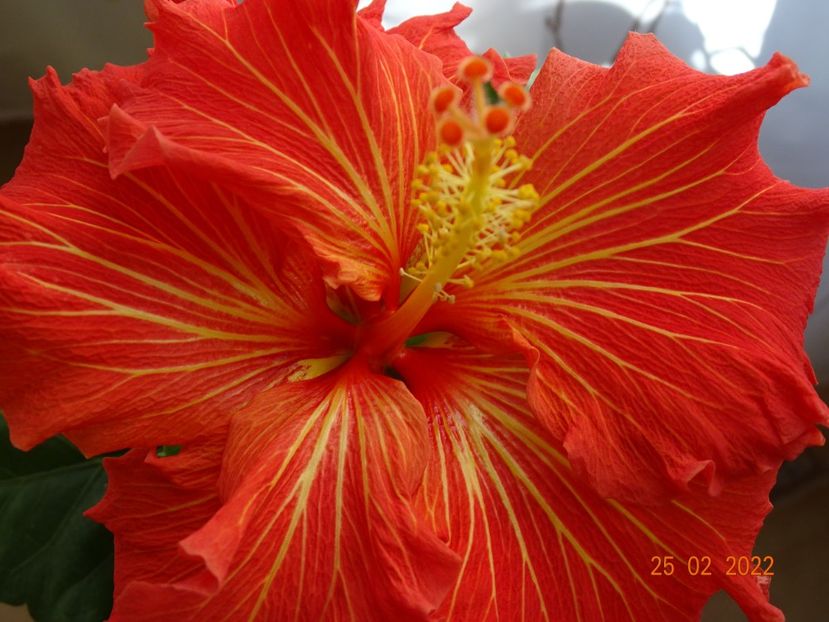  - Hibiscusi