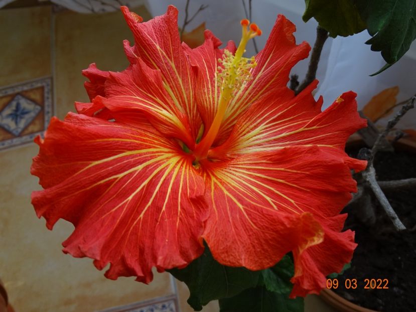  - Hibiscusi