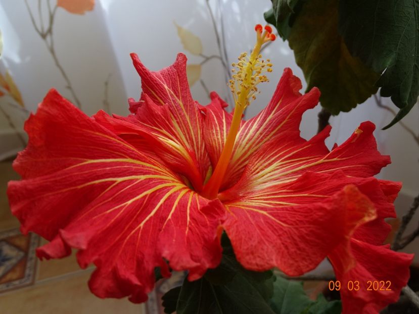  - Hibiscusi
