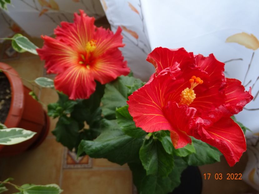  - Hibiscusi