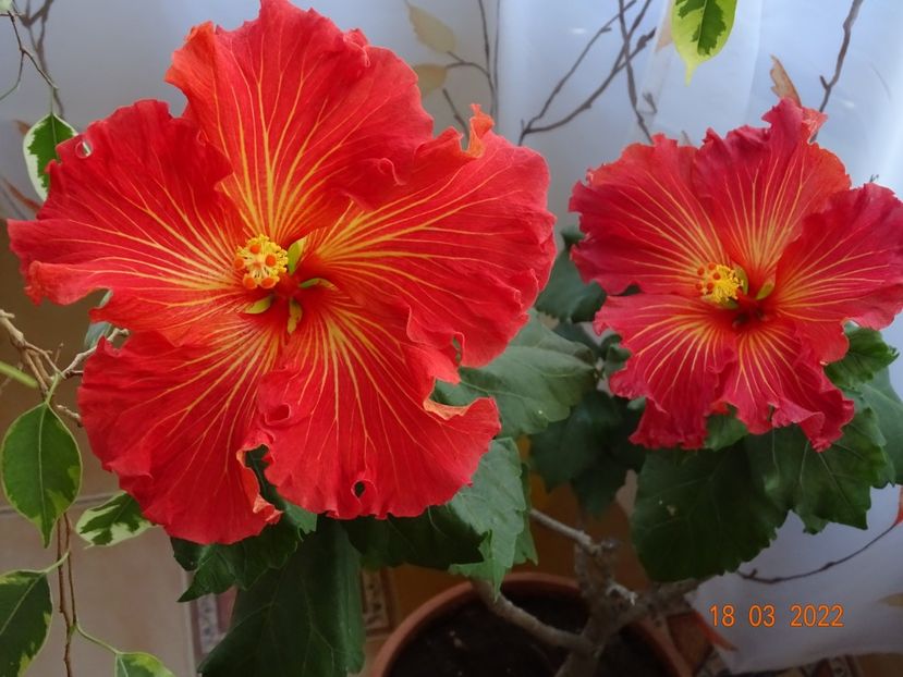  - Hibiscusi