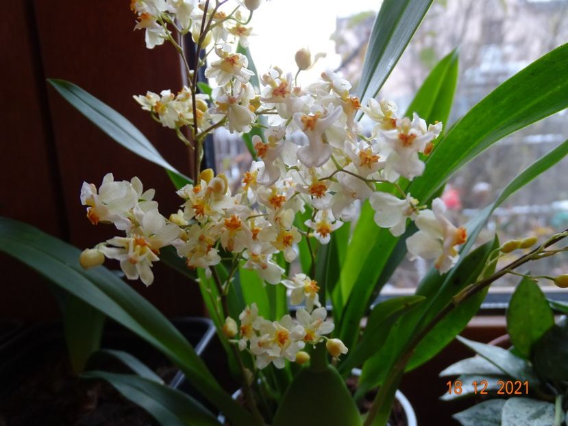 oncidium Twinkle Fragrance Fantasy - Orhidee