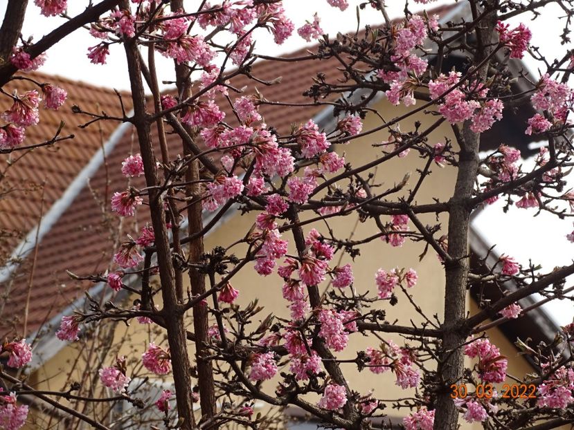  - Copacei si arbusti 2022