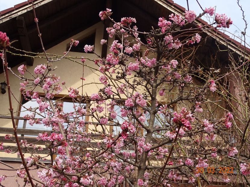  - Copacei si arbusti 2022