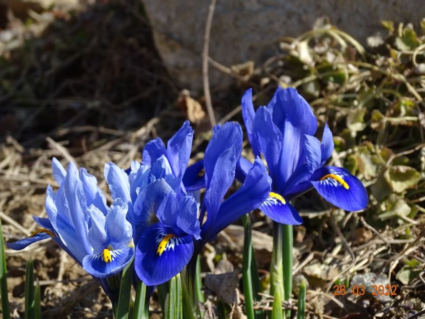  - Irisi si bujori 2022