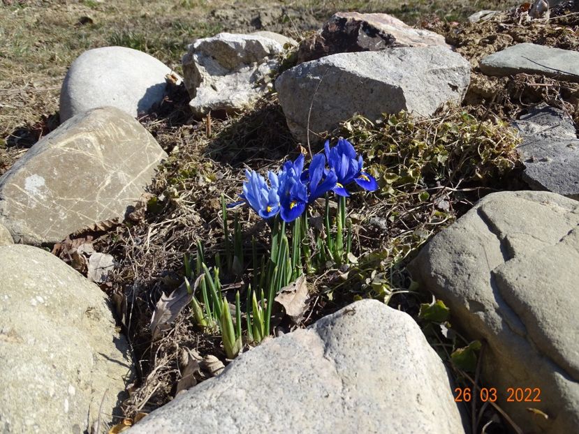  - Irisi si bujori 2022