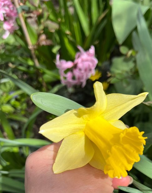 427C6FE9-0315-48E1-8917-125F80C2487C - Narcise 2021 2022