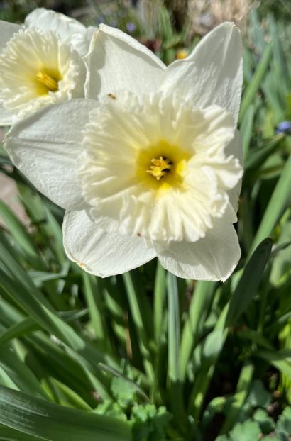 5377A9E2-1727-4F38-ABCC-9BBC5D5051CD - Narcise 2021 2022