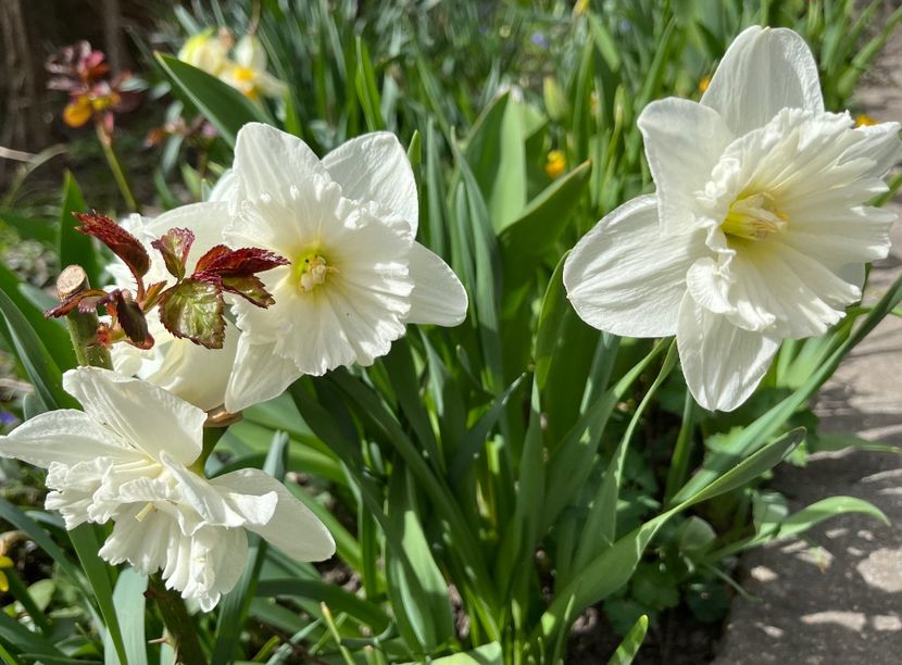 A46318F1-E8BD-4461-95AC-6625BC3CCD33 - Narcise 2021 2022