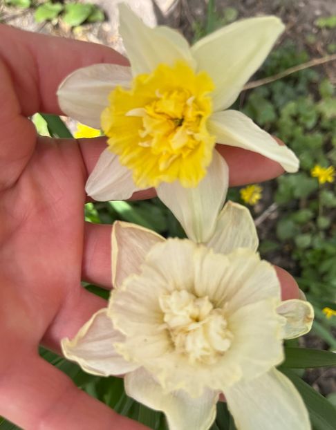 008C0301-F855-46EF-ABD8-1926AB731FE0 - Narcise 2021 2022