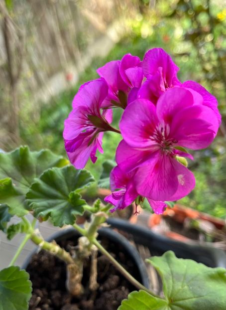 1824539C-F1B3-46F5-A902-993C61589998 - Muscate 2021 22