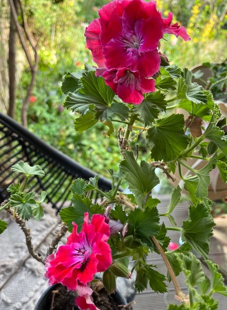 79078D10-2DB9-4915-88BB-F307163A8808 - Muscate 2021 22