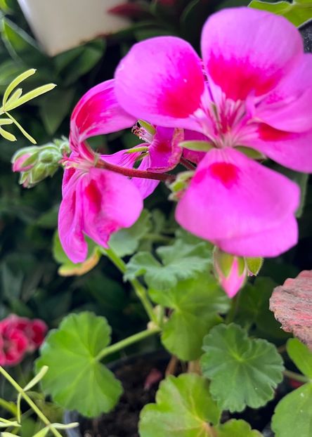 91A226C6-667F-4EE5-962E-8C2B1DEC40F6 - Muscate 2021 22