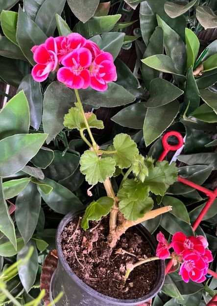 379A666E-794C-40ED-AB10-DA3580D3F84E - Muscate 2021 22