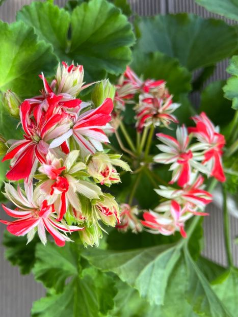 48F2AA5D-637C-4951-8F12-F45940388203 - Muscate 2021 22