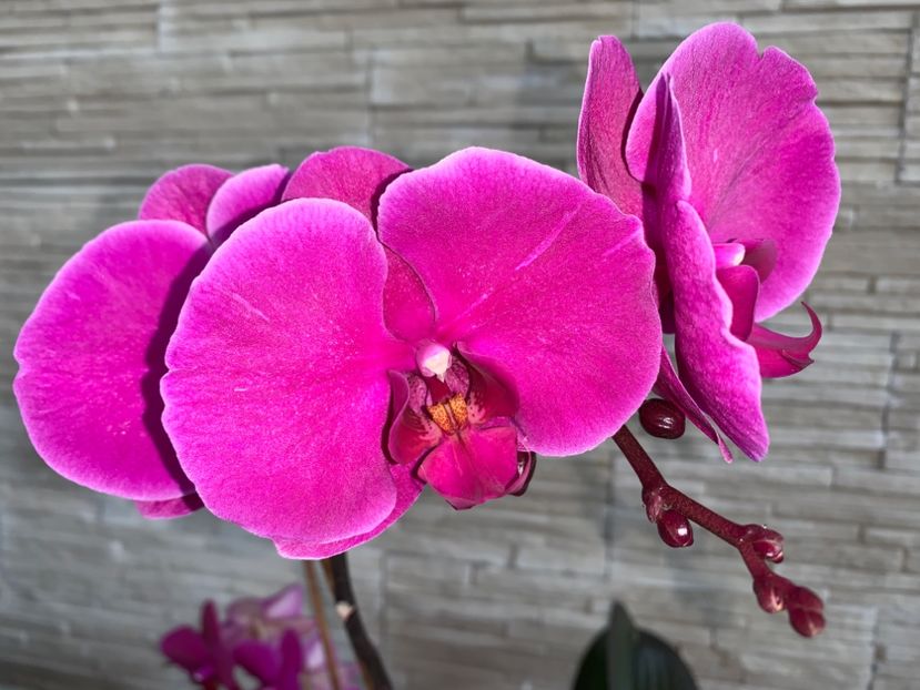 748A650F-BCAA-48BB-9E15-BFD86C2F4061 - Orhidee 2022