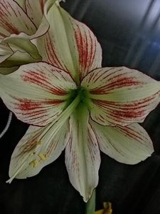  - AMARYLLIDACEAE-Hippeastrum