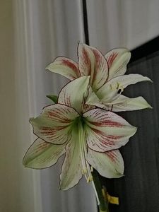  - AMARYLLIDACEAE-Hippeastrum