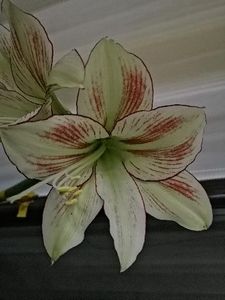  - AMARYLLIDACEAE-Hippeastrum