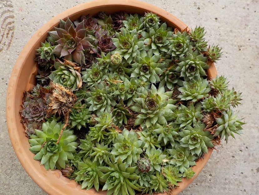  - Genul Sempervivum