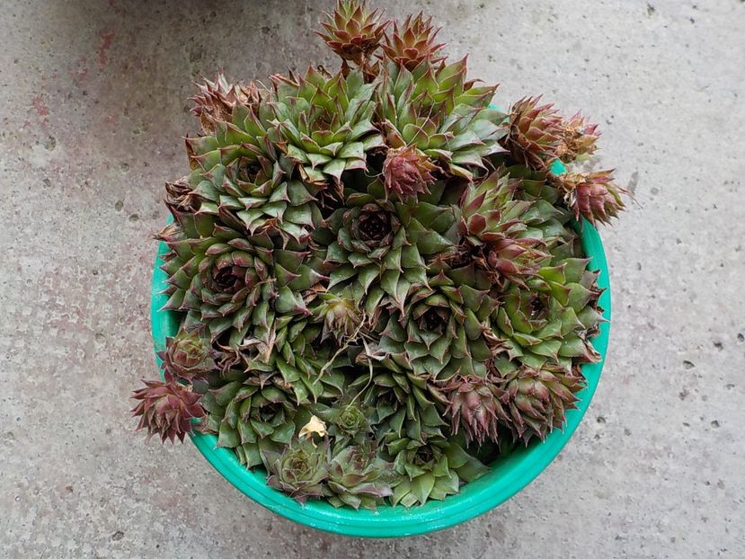  - Genul Sempervivum