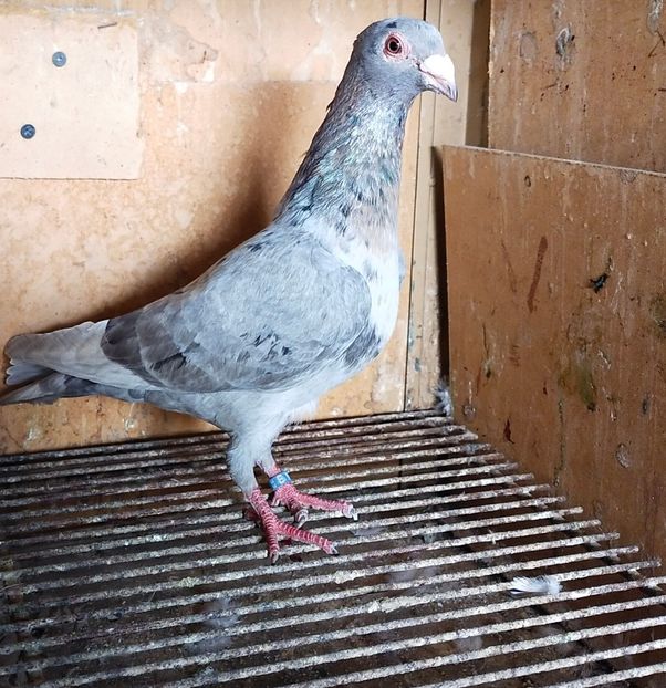  - ANDALUZI HOMOZIGOTI