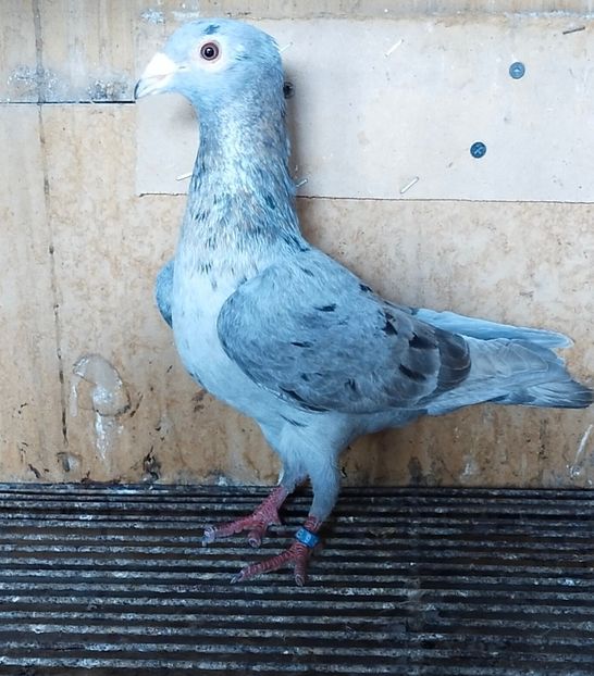  - ANDALUZI HOMOZIGOTI