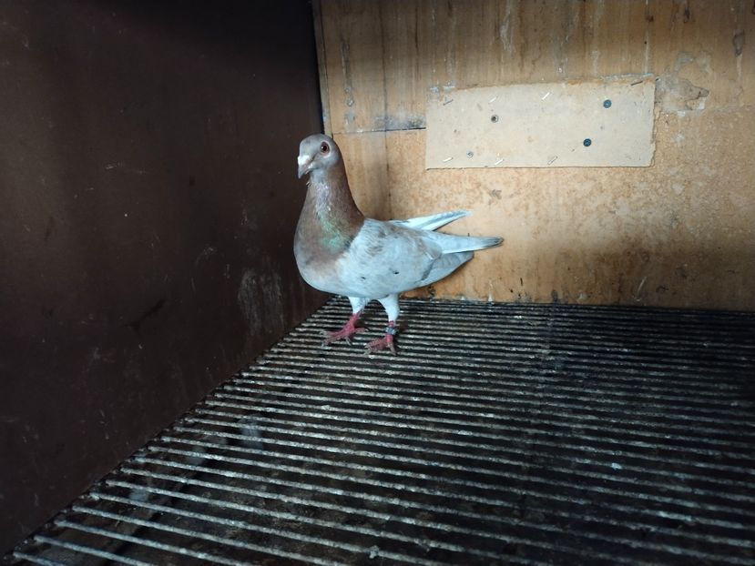  - ANDALUZI HOMOZIGOTI