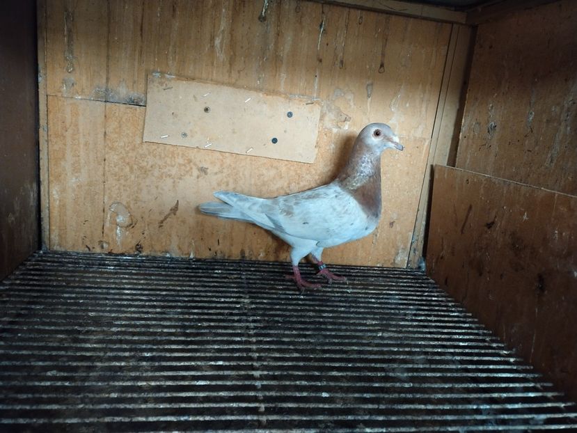  - ANDALUZI HOMOZIGOTI