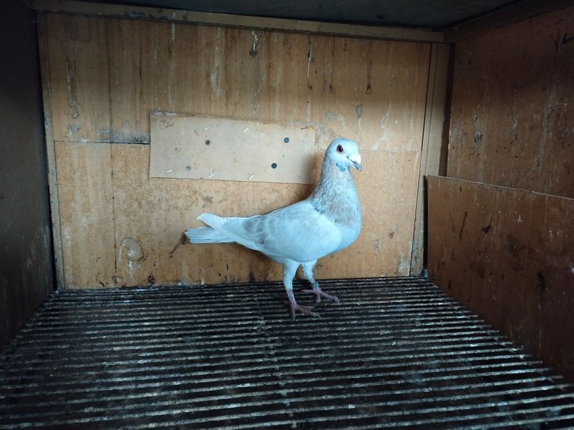  - ANDALUZI HOMOZIGOTI