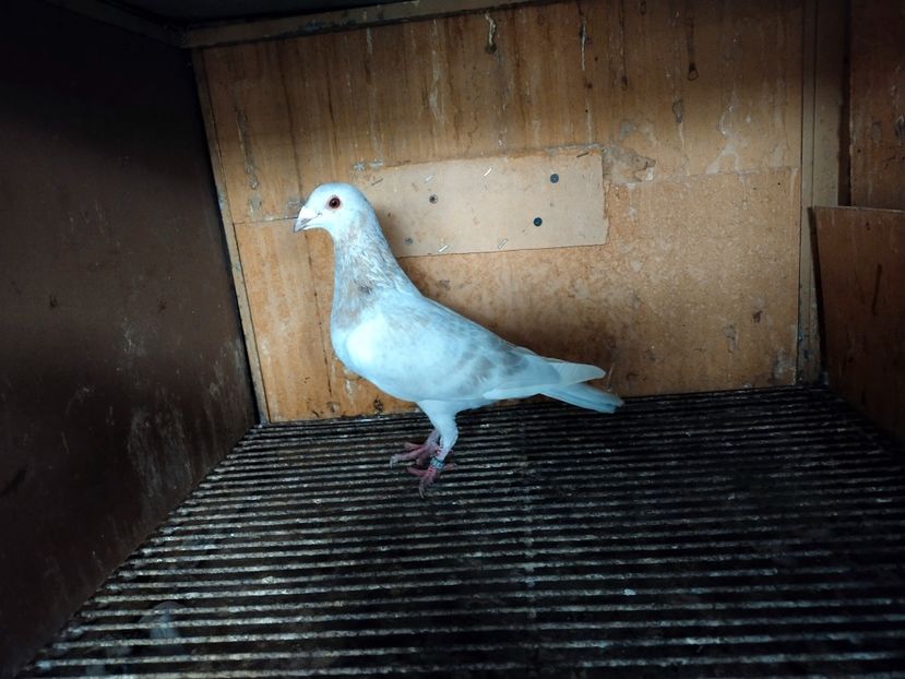  - ANDALUZI HOMOZIGOTI