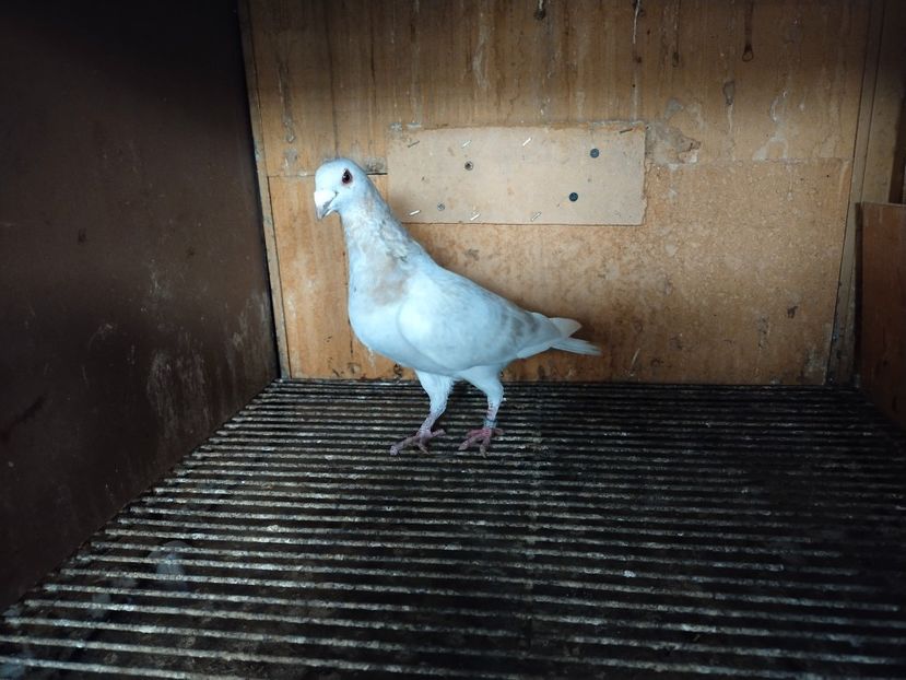  - ANDALUZI HOMOZIGOTI