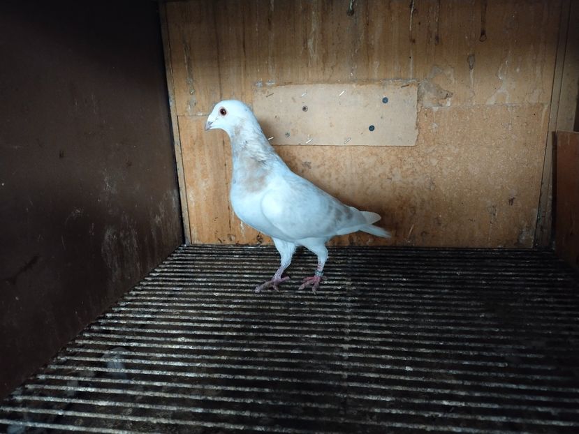  - ANDALUZI HOMOZIGOTI