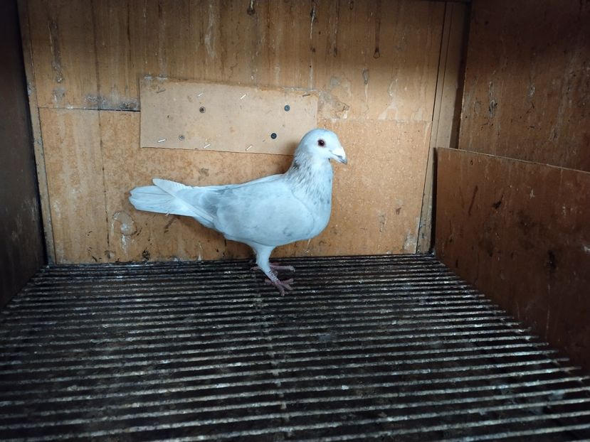  - ANDALUZI HOMOZIGOTI