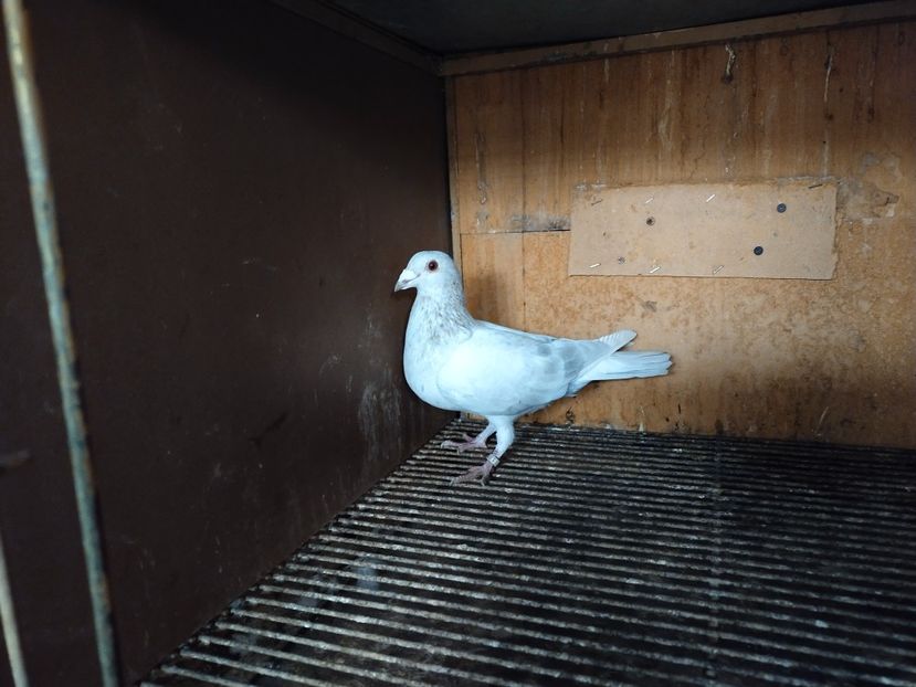  - ANDALUZI HOMOZIGOTI