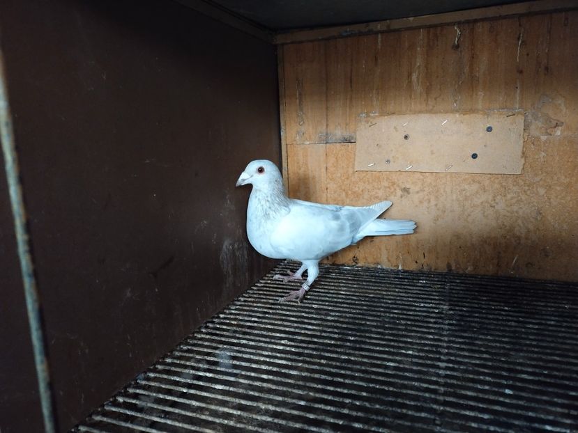  - ANDALUZI HOMOZIGOTI